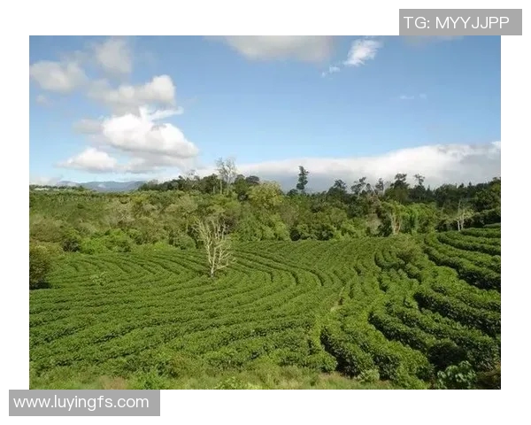 瑞士与哥斯达黎加亚盘分析及比赛前瞻全面解读